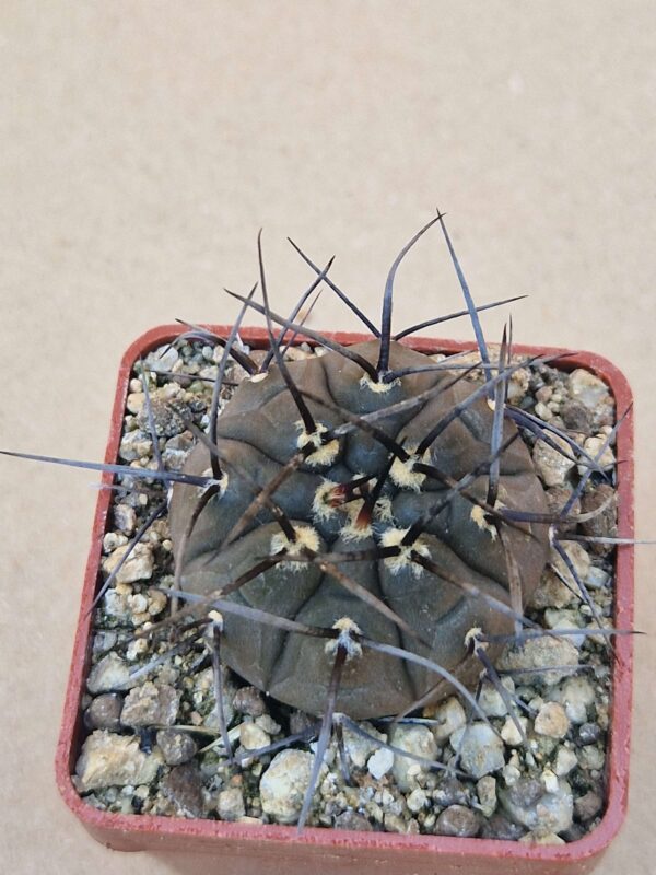 Gymnocalycium riojense ssp paucispinum v guasayense