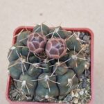 20260619_160438 Gymnocalycium prochazkianum ssp ivoi