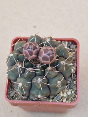 20260619_160438 Gymnocalycium prochazkianum ssp ivoi
