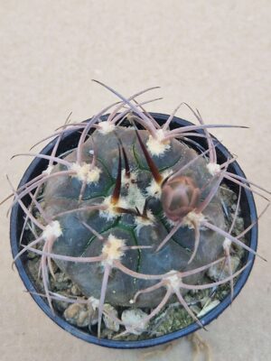 20260619_162401 Gymnocalycium glaucum