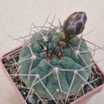 20260619_162432 Gymnocalycium riojense v vertongenii
