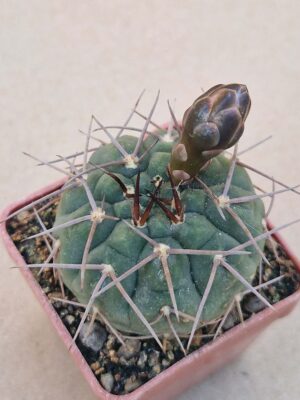 20260619_162432 Gymnocalycium riojense v vertongenii