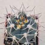 20260619_162500 Gymnocalycium nidulans