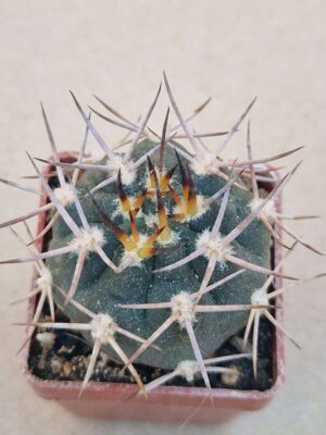 20260619_162500 Gymnocalycium nidulans