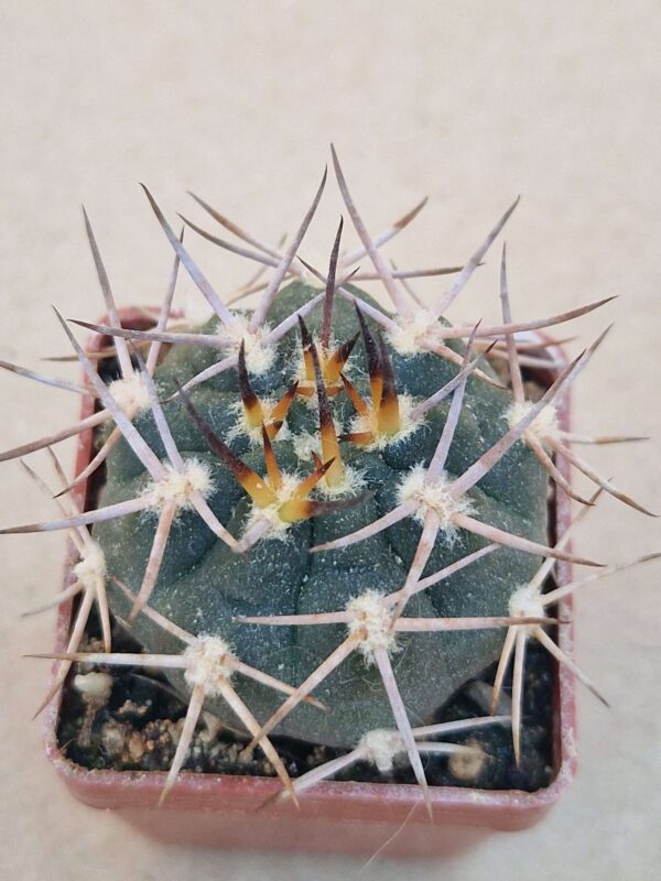 Gymnocalycium nidulans