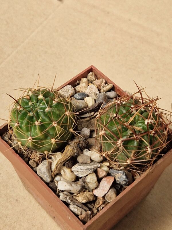 Lobivia hertrichiana f binghamiana