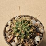 Lobivia chrysochete