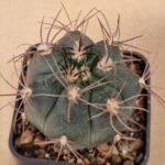 Gymnocalycium rhodanthemum v recii