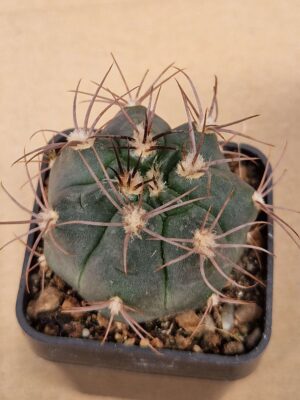 20260620_104358 Gymnocalycium rhodanthemum v recii