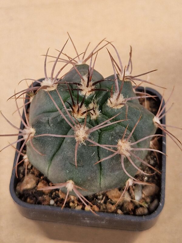 Gymnocalycium rhodanthemum v recii