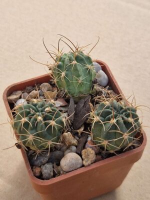 20260621_174252 Lobivia jajoiana v caspalasensis