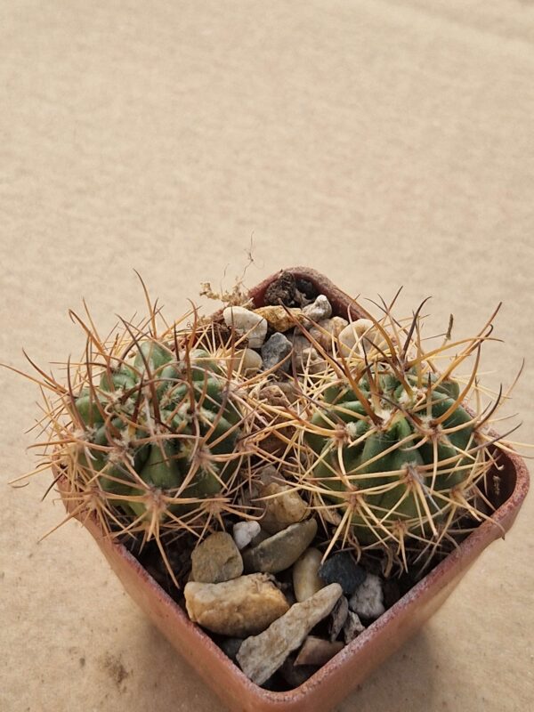 Lobivia lateritia