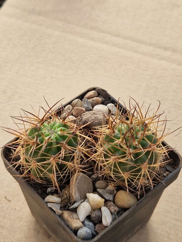 Lobivia lateritia