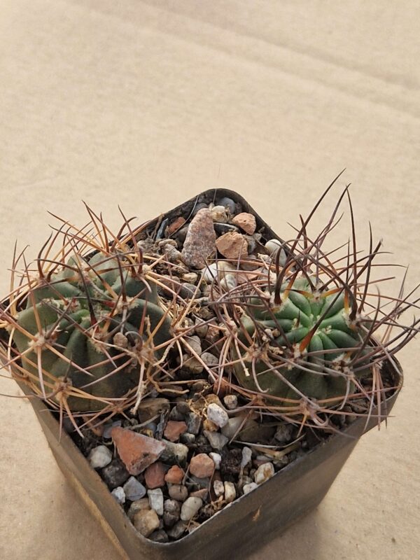 Lobivia lateritia v cotagaitensis