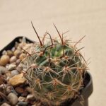 20260623_155117 Lobivia marsonerii