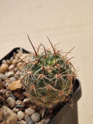 20260623_155117 Lobivia marsonerii