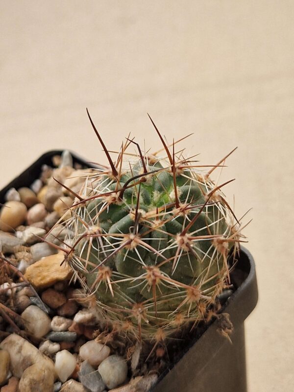 Lobivia marsonerii