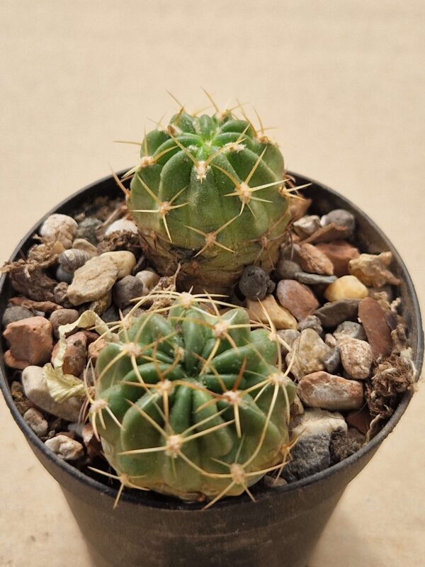 Lobivia maximiliana