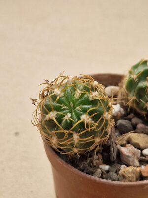 20260623_155236 Lobivia maximiliana v charazanensis