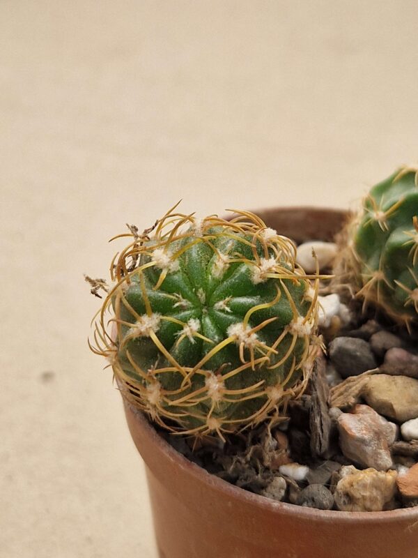 Lobivia maximiliana v charazanensis
