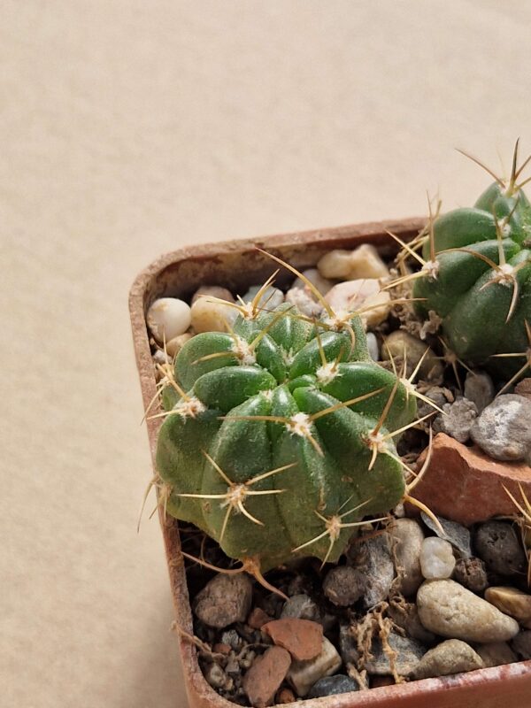 Lobivia pentlandii f omasuyana