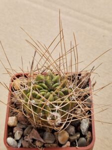 Lobivia pentlandii v albiflora