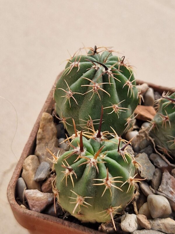 Lobivia pugionacantha v Salo