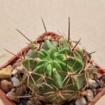 Lobivia pugionacantha v alberii