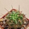 Lobivia pugionacantha v alberii