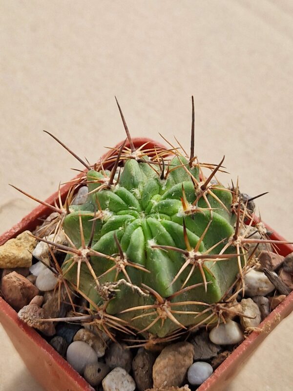 Lobivia pugionacantha v alberii