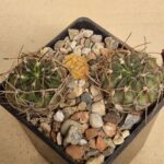 20260624_153441 Lobivia pugionacantha v rosii