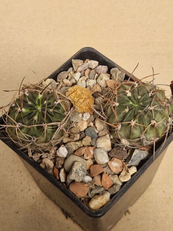 Lobivia pugionacantha v rosii