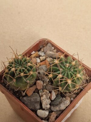20260624_153605 Lobivia tegeleriana v albiflora