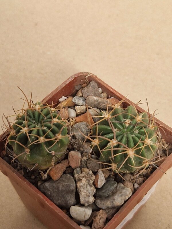 Lobivia tegeleriana v albiflora