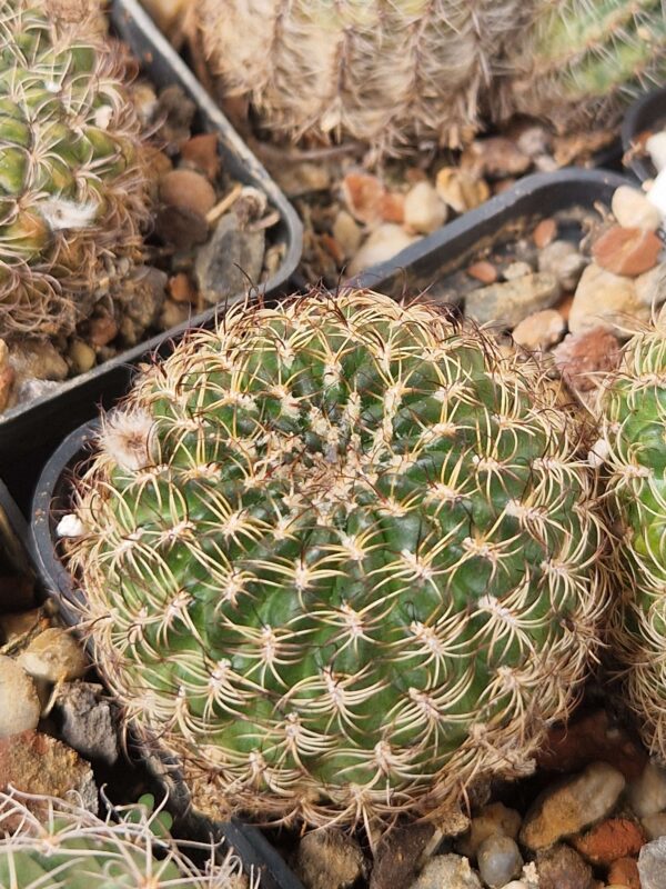 Lobivia tiegeliana