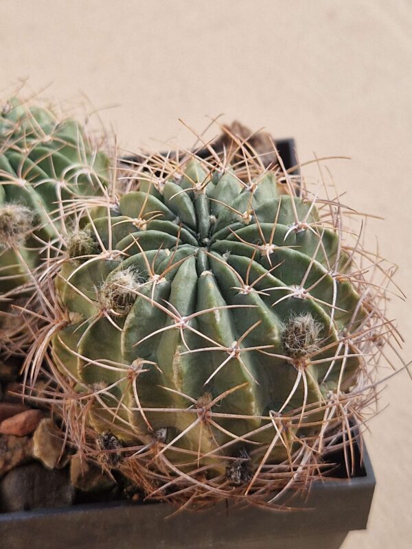 Lobivia jajoiana v caspalasensis