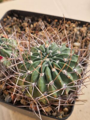 20260624_165943 Lobivia pugionacantha v haematantha