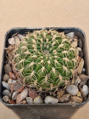 Sulcorebutia dorana