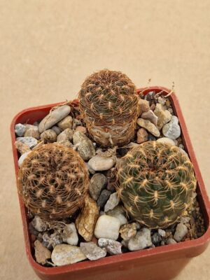 Sulcorebutia cuprea
