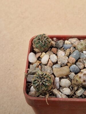 Sulcorebutia taabucoensis