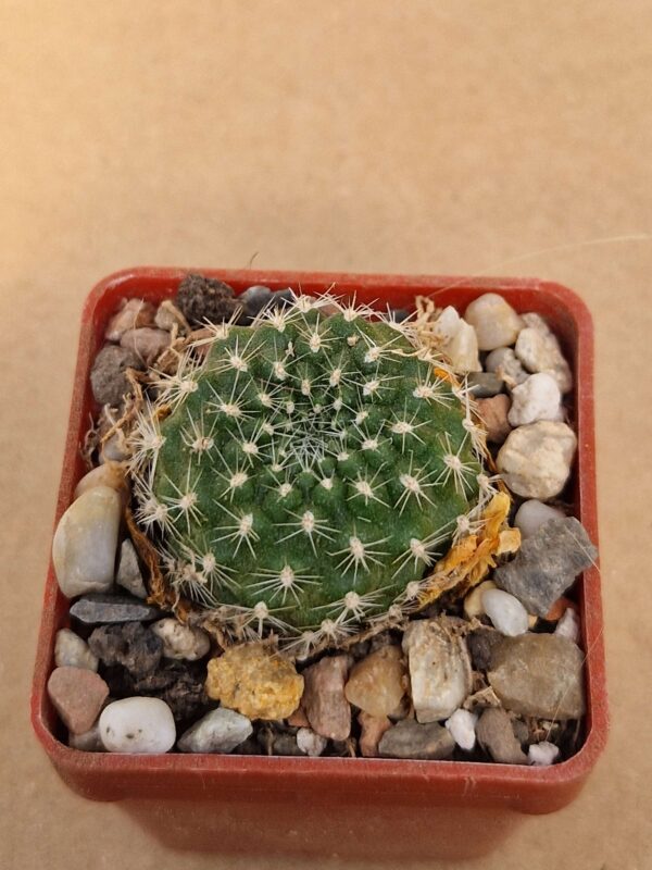 Rebutia xanthocarpa v aureiflora