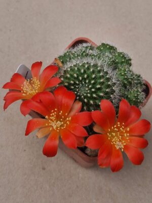 20260902_152210 Rebutia senilis