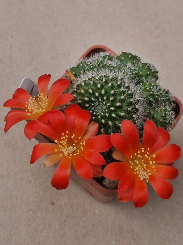 Rebutia senilis
