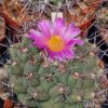 Thelocactus bueckii