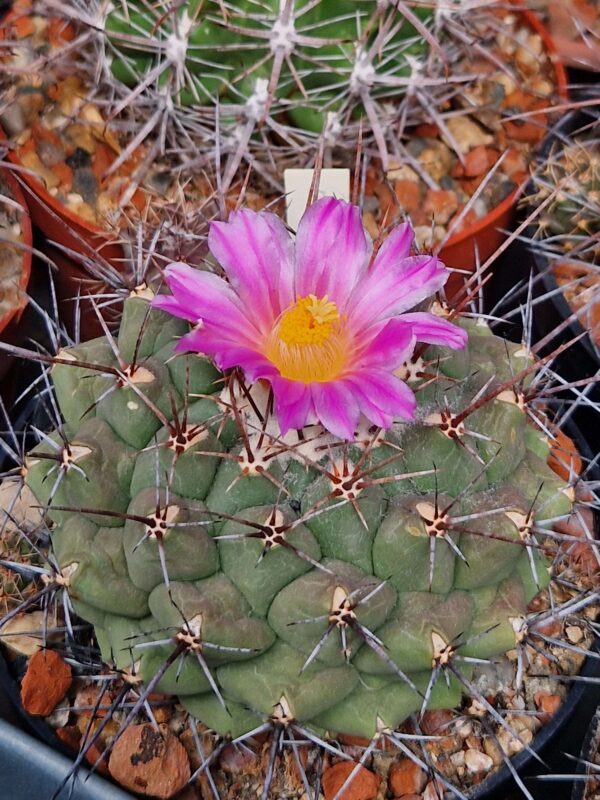 Thelocactus bueckii