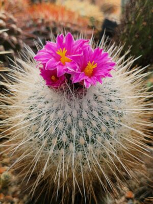 20260401_155601 Thelocactus conothelos v macdowellii