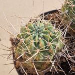 Lobivia pugionacantha v culpinensis