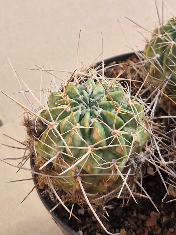 Lobivia pugionacantha v culpinensis