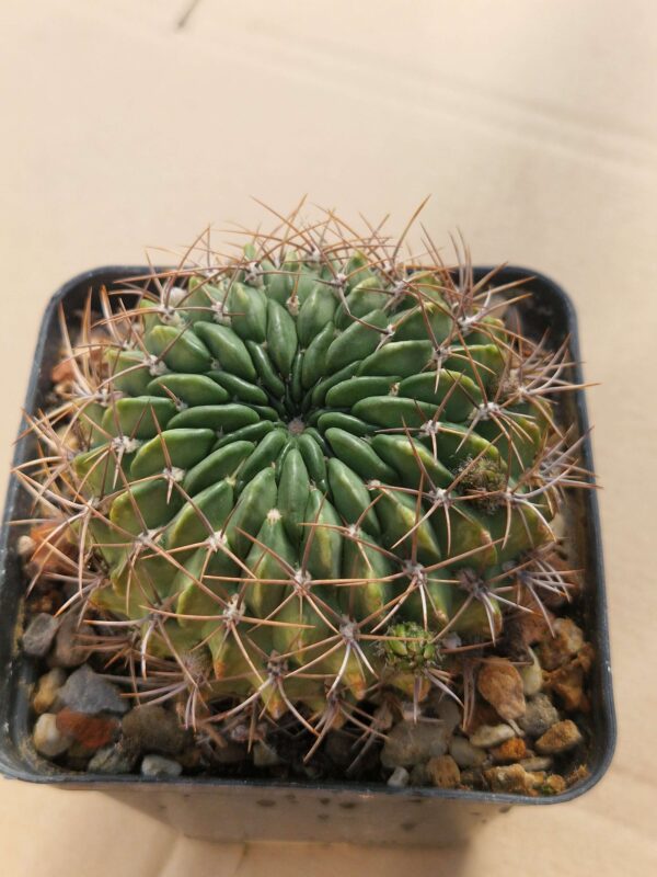 Lobivia cinnabarina v walterspiellii