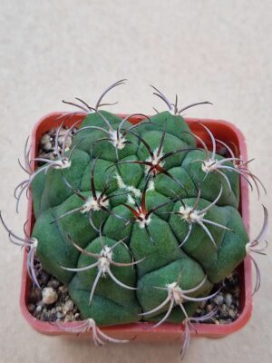 20260701_095224 Gymnocalycium marquezii